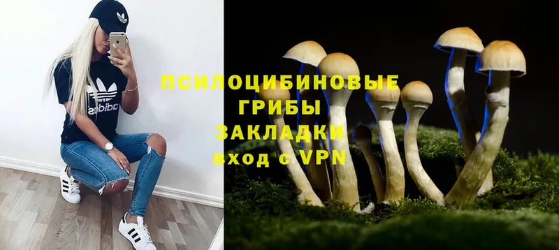 Галлюциногенные грибы Psilocybine cubensis  наркошоп  Гурьевск 